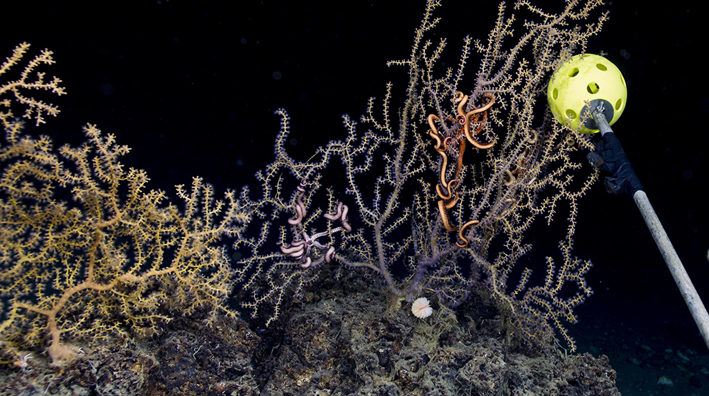 Growth of Deep Sea Octocorals After the Deepwater Horizon Oil Spill